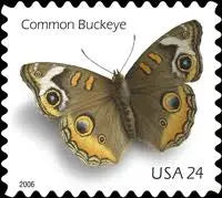 2006  US  Common  Buckeye  Butterfly  Stamps Sheets of 10