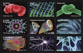 2023 USPS Life Magnified Forever Stamp Sheets of 20